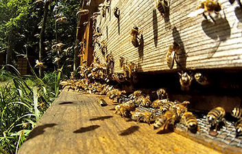 environmental Protection environmental Protection
